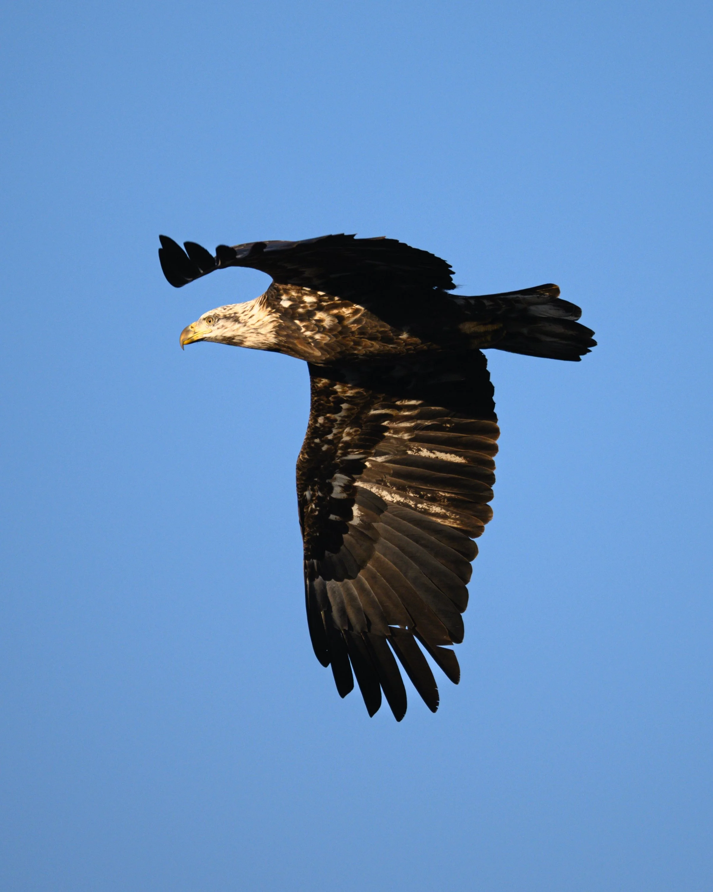 EAGLES — Mark Schumann Photography